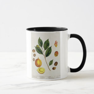 Die Muskatnuss, überziehen 353 von "einem Tasse