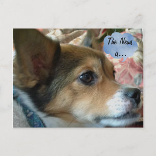 Die Nachrichten-Hund-Postkarte Postkarte