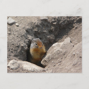 Die Nagetierkreatur entsteht Postkarte