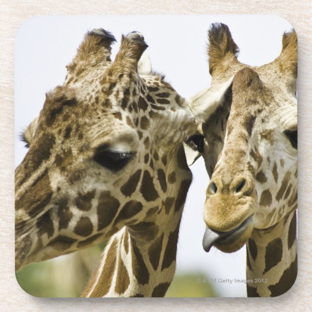 Die Namensgiraffe wird vom arabischen Wort Getränkeuntersetzer (Vorderseite)