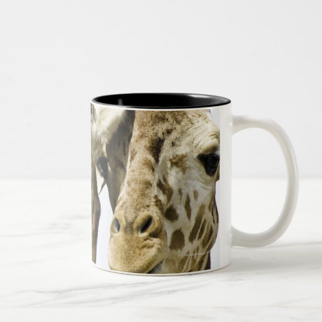 Die Namensgiraffe wird vom arabischen Wort Zweifarbige Tasse (Rechts)