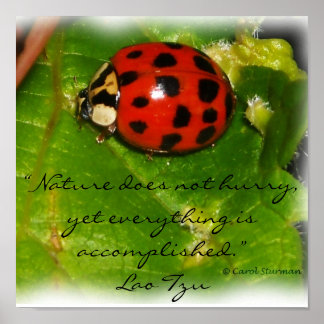 Die Natur hasst Poster nicht