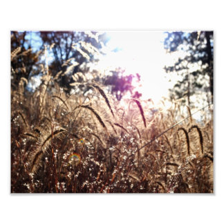 Die Natur in der Sonne Fotodruck