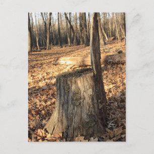 Die Natur ruft Postkarte