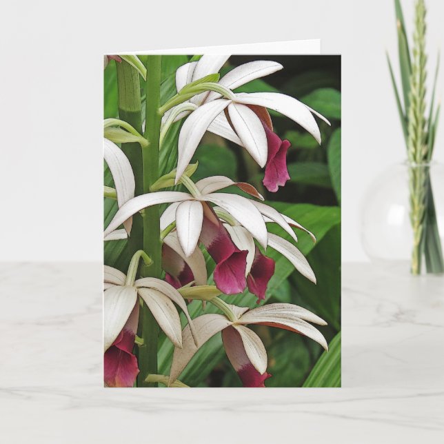 Die Orchideen-Blüten-Gruß-Karte der Nonne Karte (Vorderseite)