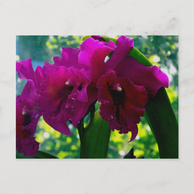 Die Orchideen Postkarte (Vorderseite)