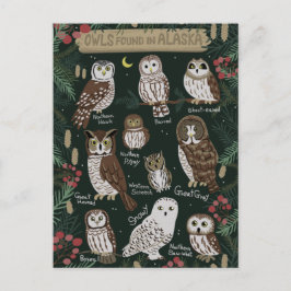 Die Owls in der Alaska Postcard Postkarte