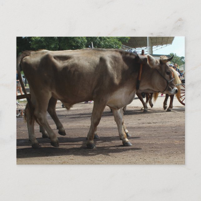 Die Oxen Postkarte (Vorderseite)