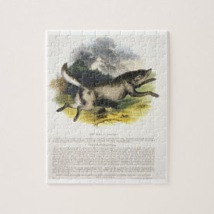 Die pädagogische Illustrations-PU des Wolfs (Cani