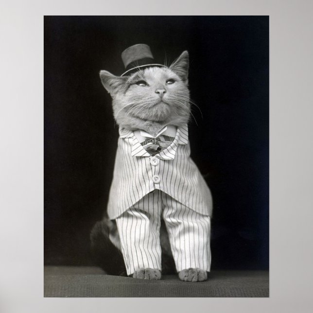 Die Papierkatze, 1906. Vintages Foto Poster (Vorne)