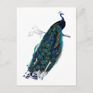 Die Peacock-Sammlung Postkarte