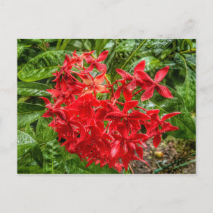 die Pentas-Postkarte Postkarte