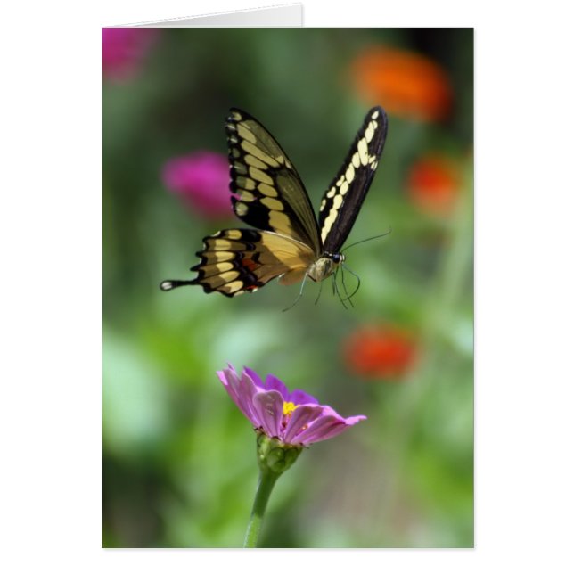 Die Person, die ansteigt (Vorne)