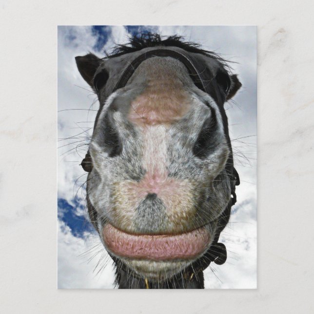 Die Pferdnase weiß! Lächelndes Pferd Postkarte (Vorderseite)