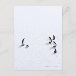 Die Pinguine beim Fußballspielen Postkarte