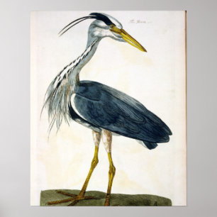 Die Platte des Reihers (Ardea cinerea) 'von den Poster