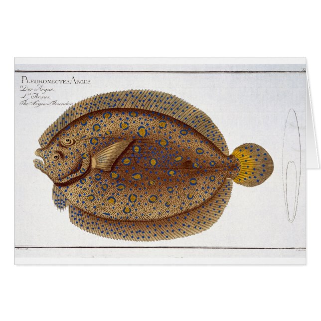 Die Platte XLVI Argus-Scholle (Pleuronectes Argus) (Vorderseite (Horizontal))