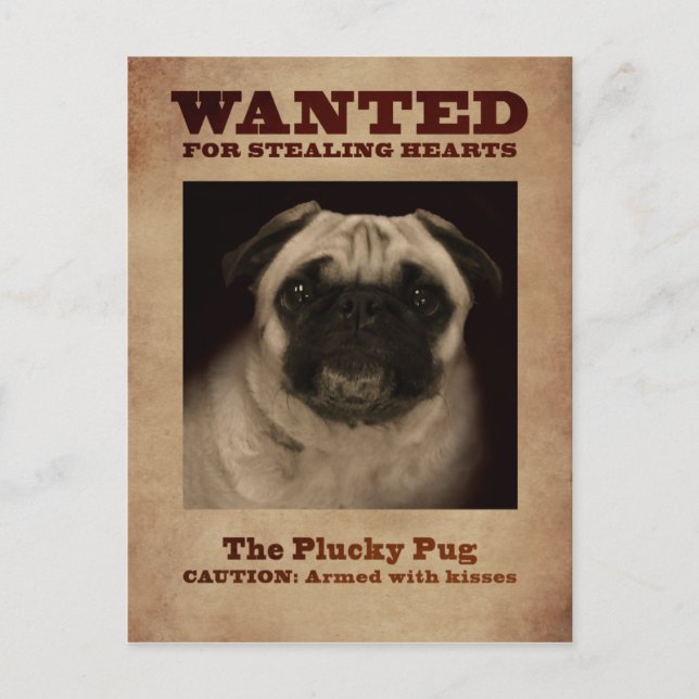 Die Plucky Mops-Postkarte Postkarte (Vorderseite)