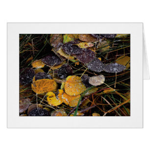 "Die Popsicles der Natur "