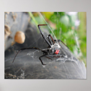 Die Pose der Witwe Poster