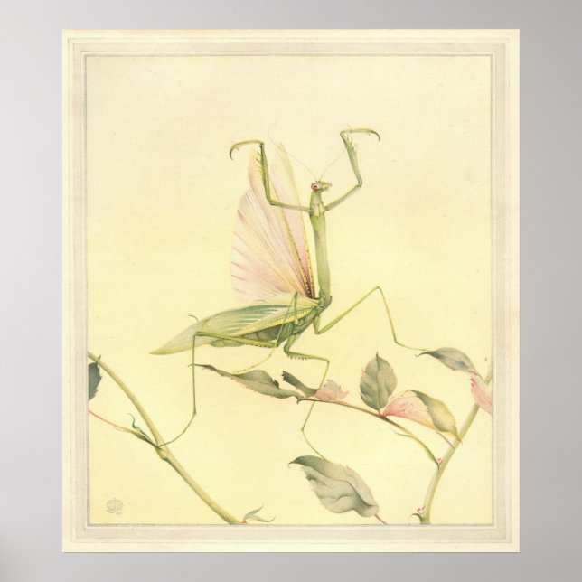 DIE PRAYING MANTIS - Insektenbuch-Illustration Poster (Vorne)
