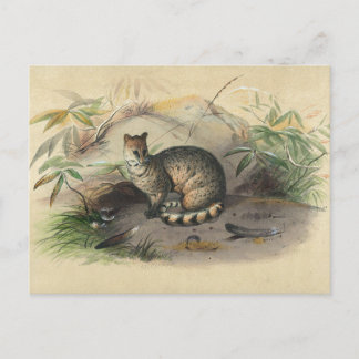 Die Rasse von Joseph Wolf Postkarte