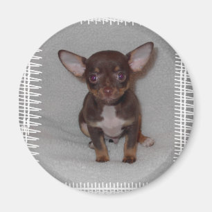Die Regel 1 der Chihuahua Magnet