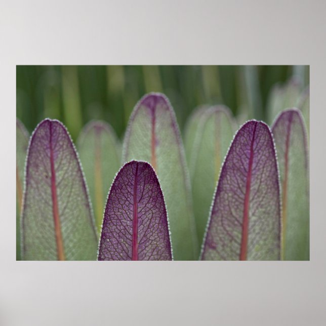Die Riesenlobelias | Rwenzoris Poster (Vorne)