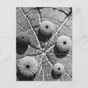 die Ringe Postkarte