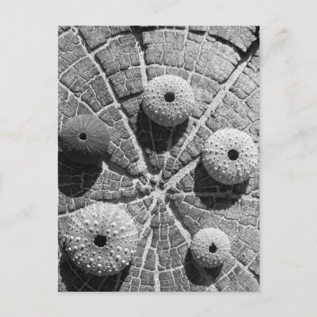 die Ringe Postkarte (Vorderseite)