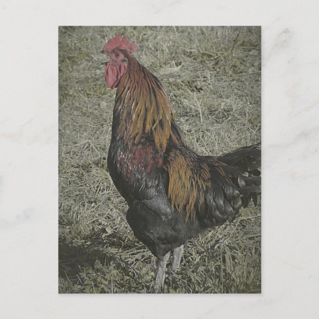 Die Rooster Crows Postkarte (Vorderseite)