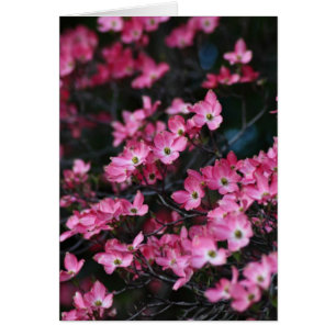 Die rosa Blume des Hartriegel-Baums