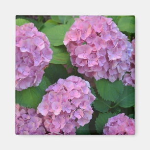 Die rosa Hortensie Hydrangea Magnet