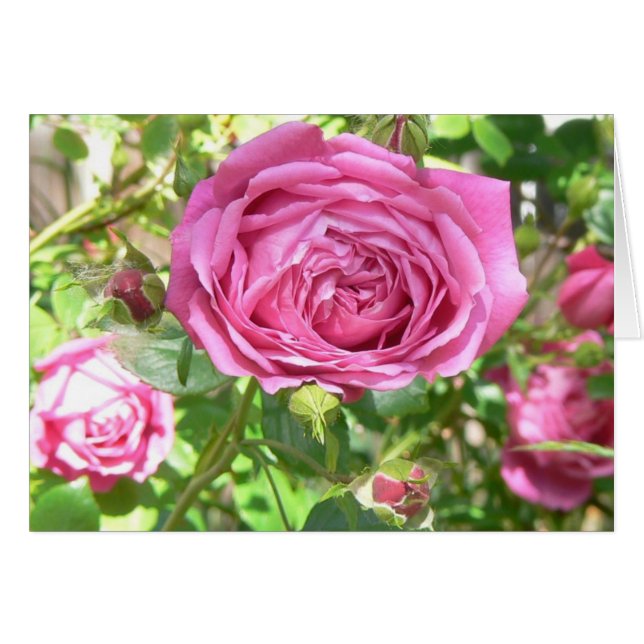 Die Rose der Großmutter (Vorderseite (Horizontal))