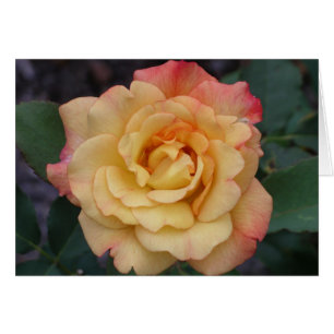 Die Rose ist schön rosa und gelb