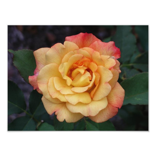 Die Rose ist schön rosa und gelb Fotodruck (Vorne)
