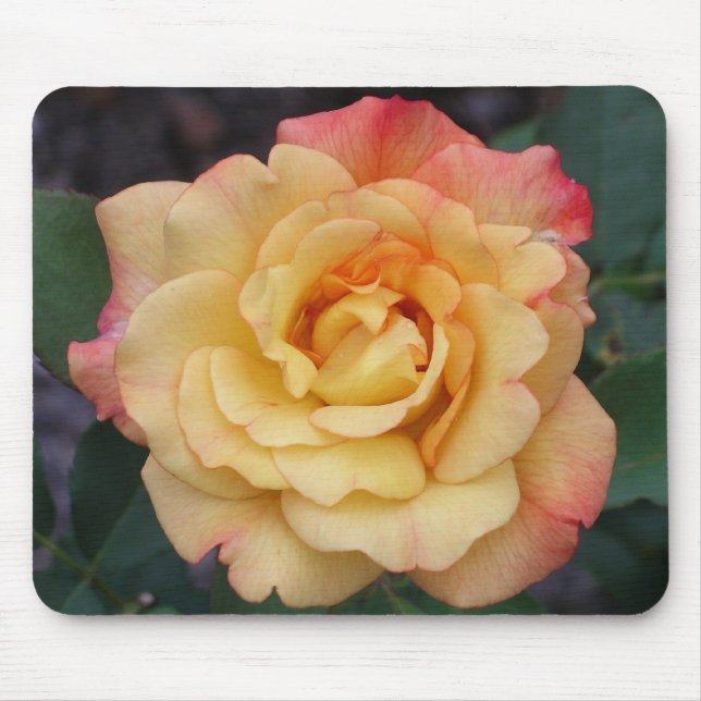 Die Rose ist schön rosa und gelb Mousepad (Vorne)
