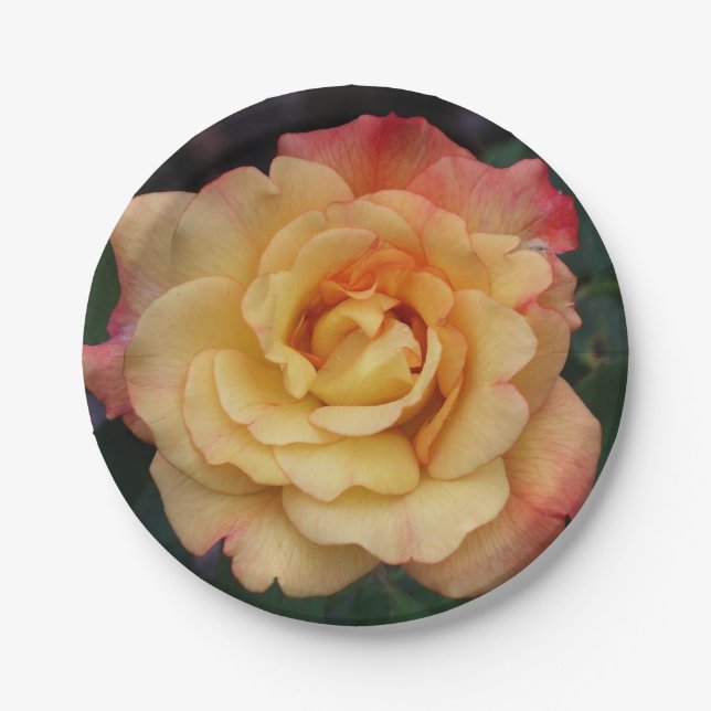 Die Rose ist schön rosa und gelb Pappteller (Vorderseite)