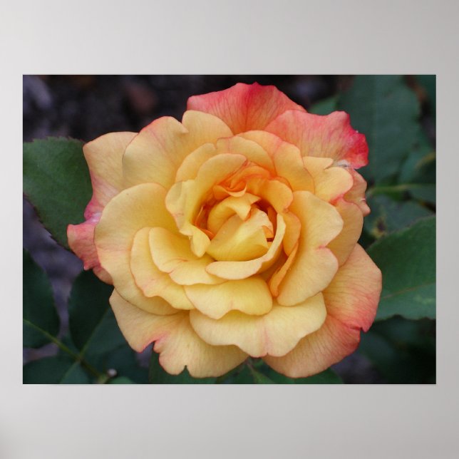 Die Rose ist schön rosa und gelb Poster (Vorne)
