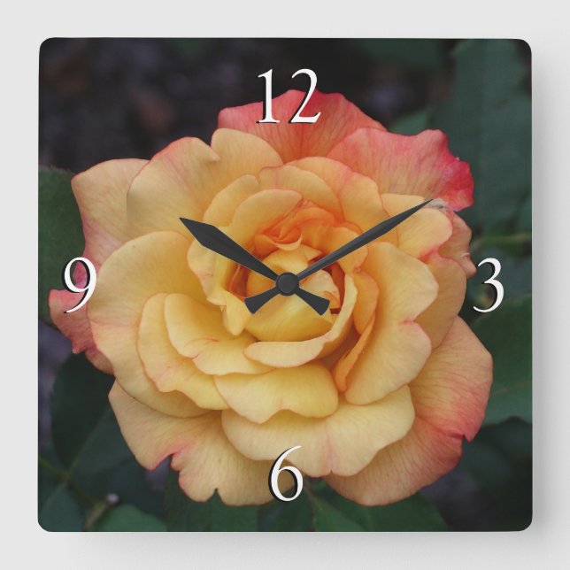 Die Rose ist schön rosa und gelb Quadratische Wanduhr (Vorderseite)