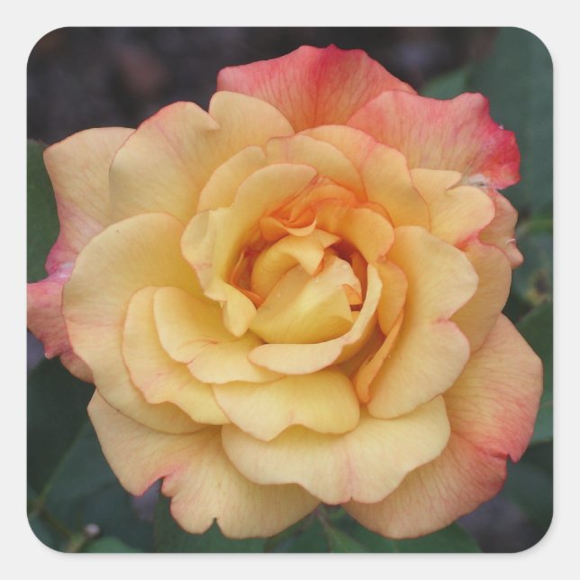 Die Rose ist schön rosa und gelb Quadratischer Aufkleber (Vorderseite)