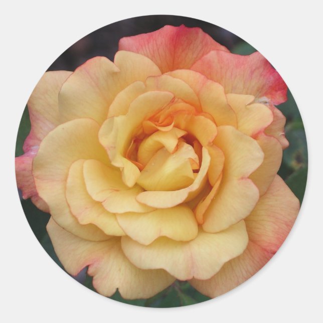 Die Rose ist schön rosa und gelb Runder Aufkleber (Vorderseite)