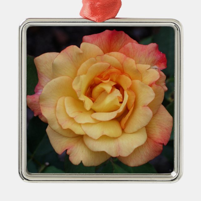 Die Rose ist schön rosa und gelb Silbernes Ornament (Vorne)