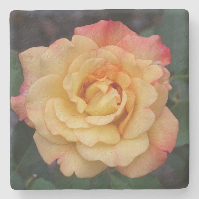 Die Rose ist schön rosa und gelb Steinuntersetzer (Vorderseite)