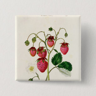 Die Roseberry Erdbeere, graviert durch Watte Button