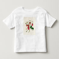 Die Roseberry Erdbeere, graviert durch Watte