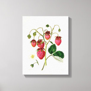 Die Roseberry Erdbeere, graviert durch Watte Leinwanddruck