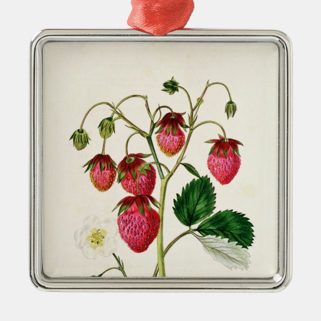 Die Roseberry Erdbeere, graviert durch Watte Ornament Aus Metall (Vorne)