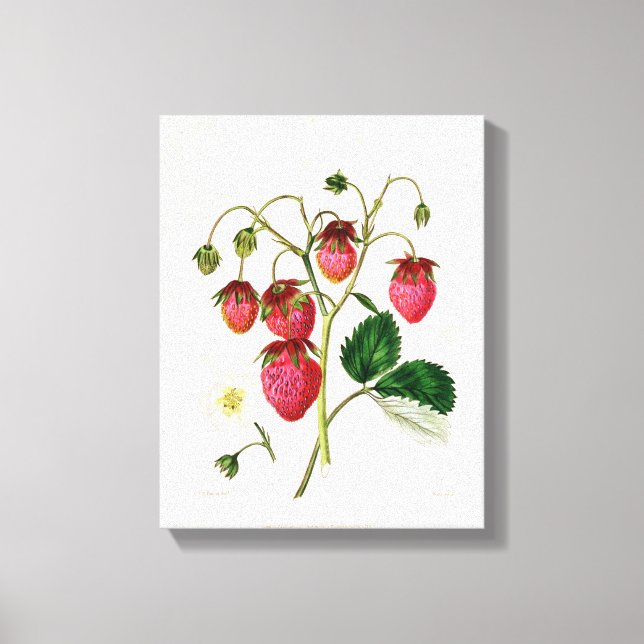 Die Roseberry-Erdbeere, graviert von Watte Leinwanddruck (Vorderseite)