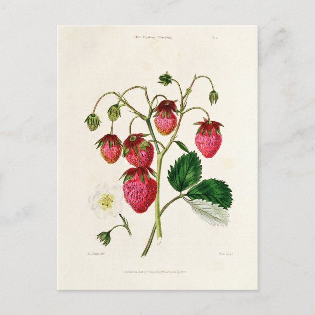 Die Roseberry-Erdbeere, graviert von Watte Postkarte (Vorderseite)
